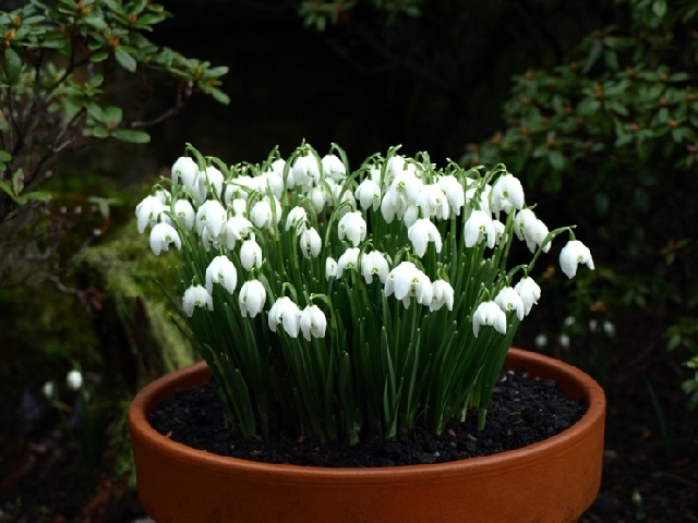 زنگوله زمستانی - گل بهمن